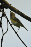 White-eyed Vireo (Vireo griseus)