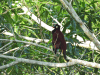 Montezuma Oropendola (Psarocolius montezuma)