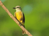 Tropical Kingbird (Tyrannus melancholicus)