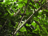 Black-faced Grosbeak (Caryothraustes poliogaster)