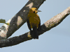 Yellow-backed Oriole (Icterus chrysater)