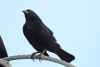 Bronzed Cowbird (Molothrus aeneus)