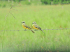 Couch's Kingbird (Tyrannus couchii)