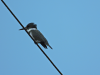 Belted Kingfisher (Megaceryle alcyon)