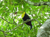 Keel-billed Toucan (Ramphastos sulfuratus)