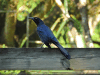 Great-tailed Grackle (Quiscalus mexicanus)