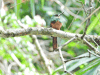 Rufous-tailed Jacamar (Galbula ruficauda)