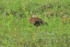 Northern Black-bellied Whistling Duck (Dendrocygna autumnalis fulgens)