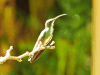 Green-breasted Mango (Anthracothorax prevostii)