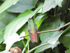 Rufous-tailed Hummingbird (Amazilia tzacatl)