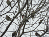 Rose-breasted Grosbeak (Pheucticus ludovicianus)