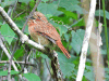 White-whiskered Puffbird (Malacoptila panamensis)