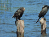 Neotropic Cormorant (Nannopterum brasilianum)