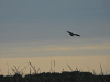 Snail Kite (Rostrhamus sociabilis)