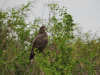 Snail Kite (Rostrhamus sociabilis)