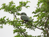 Ringed Kingfisher (Megaceryle torquata)