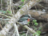 Green Kingfisher (Chloroceryle americana)