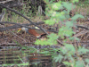 Russet-naped Wood Rail (Aramides albiventris)