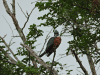 Ringed Kingfisher (Megaceryle torquata)