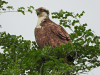 Osprey (Pandion haliaetus)