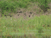 Flock Neotropic Cormorants Drying