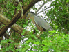 Boat-billed Heron (Cochlearius cochlearius)