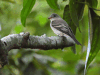 Eastern Wood Pewee (Contopus virens)