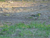 Bay-breasted Warbler (Setophaga castanea)