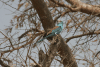 Abyssinian Roller (Coracias abyssinicus)