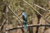 Blue-breasted Kingfisher (Halcyon malimbica)