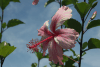 Hibiscus (Hibiscus sp.)