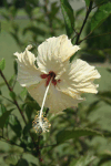 Hibiscus (Hibiscus sp.)