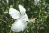 Hibiscus (Hibiscus sp.)