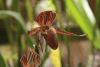 Callus Paphiopedilum (Paphiopedilum callosum)