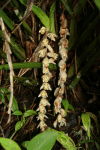 Ginger Flowers