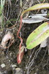 Pitcher Plant (Nepenthes sp.)