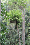 Large Fern Growing Tree