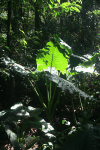 Elephant Ear (Alocasia macrorrhizos)