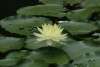 Water Lily