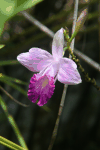 Bamboo Orchid (Arundina graminifolia)