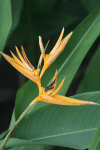 Heliconia (Heliconia sp.)