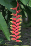 Heliconia (Heliconia sp.)