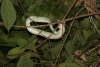 Bornean Keeled Green Pitviper (Tropidolaemus subannulatus)