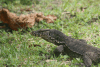 Southeast Asian Water Monitor (Varanus salvator macromaculatus)