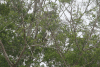 White-bellied Sea Eagle (Haliaeetus leucogaster)