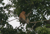 Male Proboscis Monkey