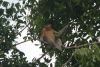 Proboscis Monkey (Nasalis larvatus)