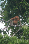 Proboscis Monkey (Nasalis larvatus)