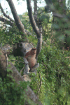 Proboscis Monkey (Nasalis larvatus)