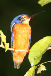 Blue-eared Kingfisher (Alcedo meninting)